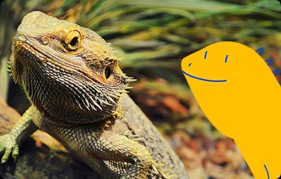 Bearded shop dragon snacks